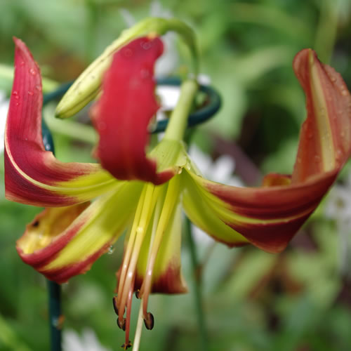 Hemerocallis A Little Fire, Scarecrow